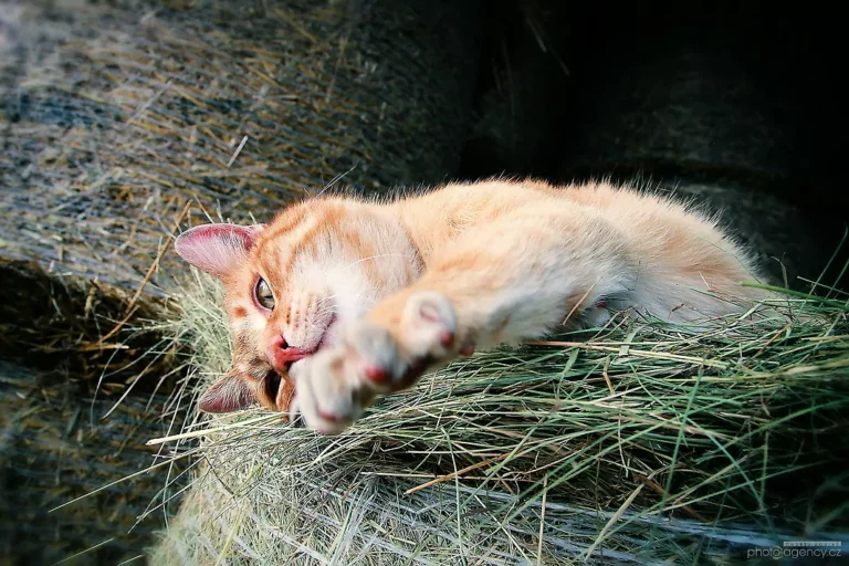 Fotografie zvířátek, mazlíků. serie fotografií kočiček.